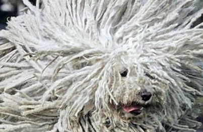 波利犬有哪些形态特征？需要如何养护呢？