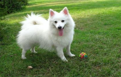日本尖嘴犬有哪些生活习性呢？性格特点是怎样的？