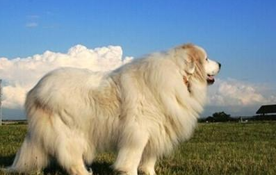 大白熊犬有哪些生活习性呢？性格特点是怎样的？