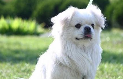 西藏猎犬有哪些生活习性呢？性格特点是怎样的？