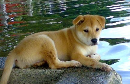 杂交犬有哪些形态特征？需要如何养护呢？