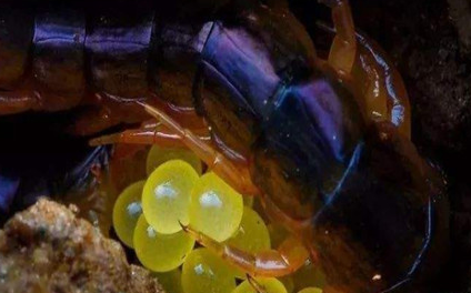 在自然界的生物中，糙耳孔蜈蚣有怎样具体的鉴别特征？