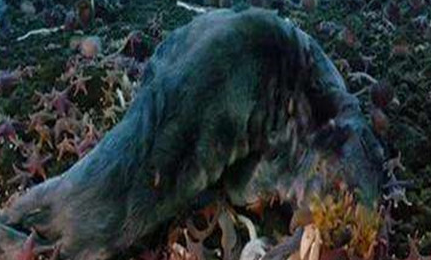在自然界的生物中，关于南极巨虫有怎样的相关报道？