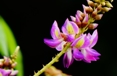  香花崖豆藤长什么样子？有哪些形态特征呢？