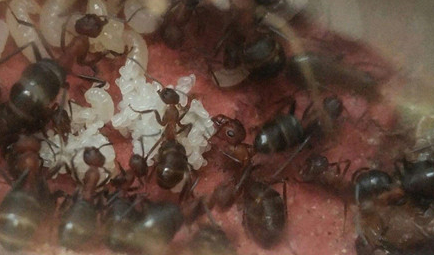 在自然界的生物中，石狩红蚁在饲养时应该注意哪些要点？