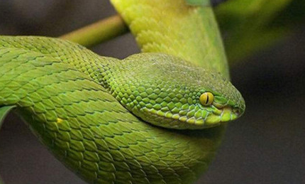 在自然界的生物中，该如何推断出绿茸线蛇的年龄？