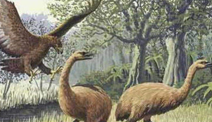 在自然界的生物中，阿根廷巨鹰有怎样的的生长方式？