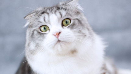 在自然界的生物中，猫是由哪一种食肉动物演化而来？