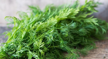在自然界的生物中，茴香菜究竟有怎样的功效与作用？