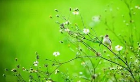 《破阵子·春景》的原文是什么？这首词该如何赏析呢？