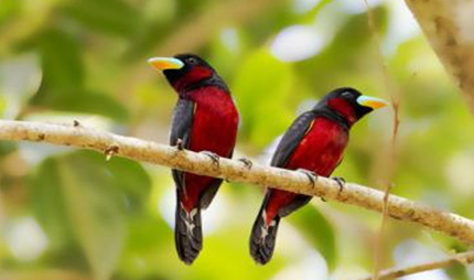 在世界上的动植物当中，关岛阔嘴鸟有哪些特征与生活习性？