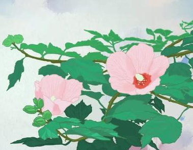 历史上有哪些描写木槿花的诗作？木槿花有多美？