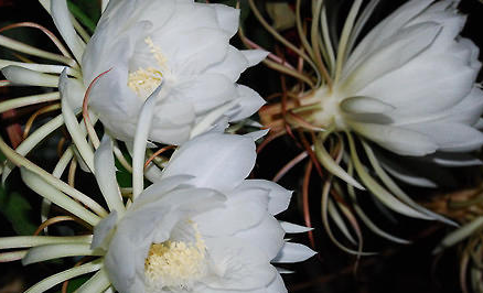昙花有哪些习性？又该如何栽培呢？