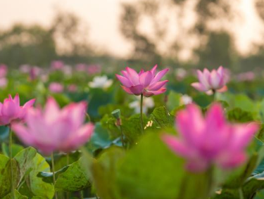 历朝历代吟咏荷花的诗作为何多集中在西湖？有哪些相关诗作？