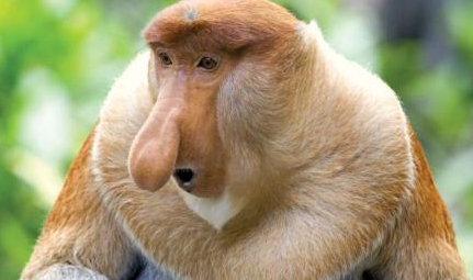 在自然界的生物中,长鼻猴为何被评为世界十大最丑动物之一?