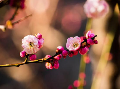 探索七种不同的梅花，诗人描绘了怎样的景象？