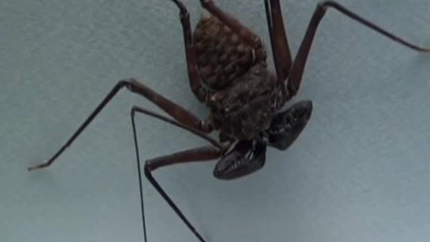 在自然界的生物中，鞭蛛有怎样的生活习性与特征？