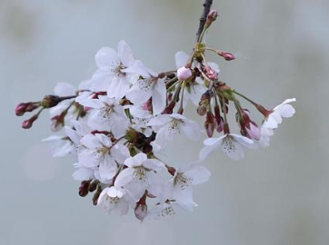 韩愈所作的《闻梨花发赠刘师命》，先写惜花再写友情，以惜花托友情
