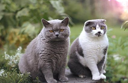 卡尔特猫属于什么品种？都有哪些喂食的要点呢？