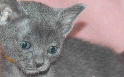 科拉特猫属于什么品种？都有哪些喂食的要点呢？