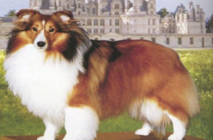 喜乐蒂牧羊犬属于什么品种？喂养时需要注意什么？