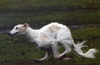 苏俄猎狼犬有哪些形态特征？需要如何养护呢？