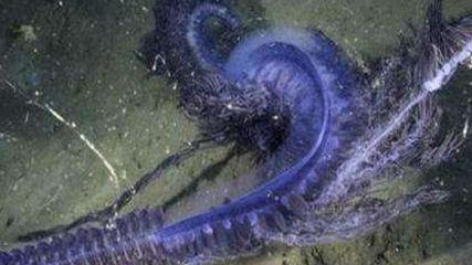 在自然界的生物中，为何说管水母的结构比较复杂？
