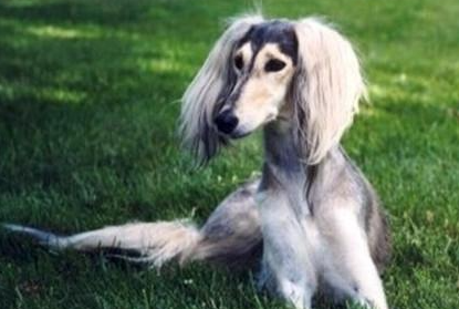 东非猎犬属于什么品种？喂养时需要注意什么？