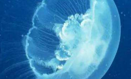 在自然界的生物中，为何说触碰朝天水母时要十分小心？