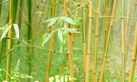金明竹属于什么品种？有哪些生长习性呢？