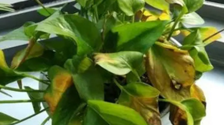 在自然界的生物中，绿萝叶子要是发黄了应该怎么办？