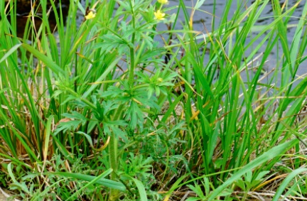 茴茴蒜长什么样子？都有哪些形态特征呢？