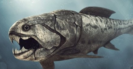在自然界的生物中，邓氏鱼为什么被称为顶级掠食者？