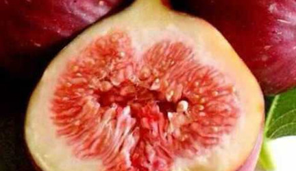 在自然界的生物中，无花果的花究竟生长在哪里？