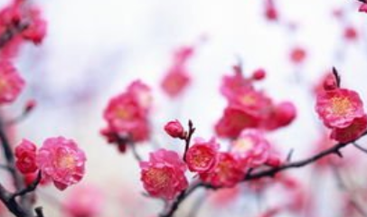 《疏影·苔枝缀玉》的原文是什么？这首词该如何赏析呢？