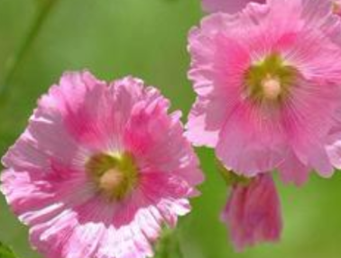 岑参《蜀葵花歌》是在什么情况下创作的？该如何赏析？