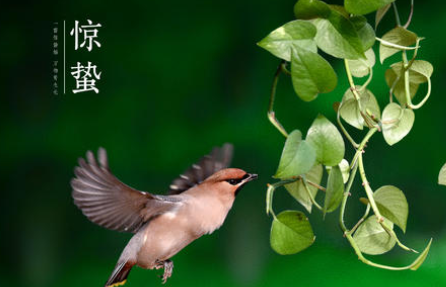 《惊蛰》钱时英和陈山是什么关系？张离喜欢谁？
