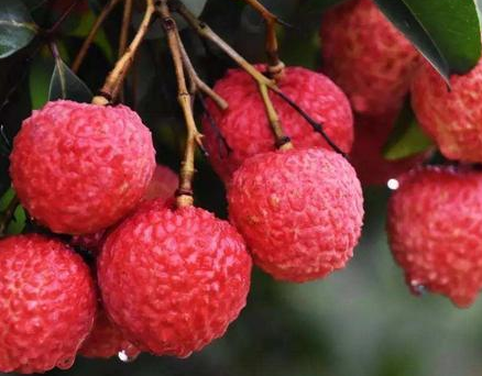 杨玉环深的李隆基宠爱 李隆基最后为什么要赐死她