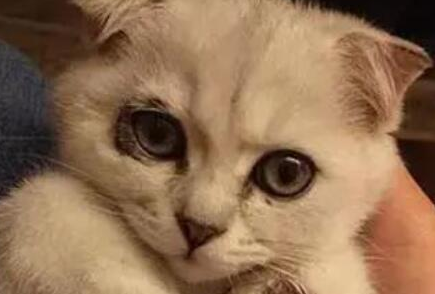 在饲养猫咪的过程当中，猫咪有泪痕的原因是什么？