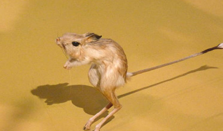 在自然界的生物中，非洲跳鼠有着怎样的生活习惯？