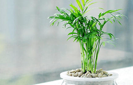 袖珍椰子属于什么品种？都有哪些栽培技巧呢？