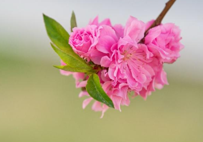 纳兰性德是如何描写桃花的？他为何对桃花念念不忘？