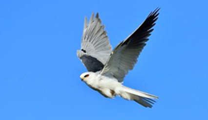 在自然界的生物中，方尾鸢有怎样的生活习性与特征？