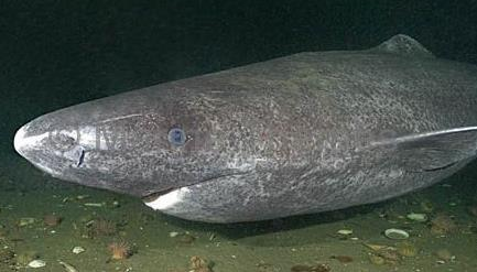 小头睡鲨：世界上最长寿的鲨鱼，最高寿命达700岁以上