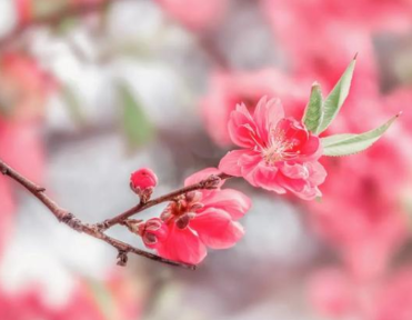 每个季节都有不同的花卉，有哪些相关诗作？