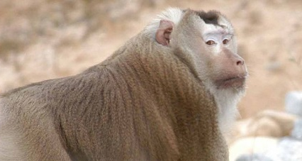 在自然界的生物中，豚尾猕猴有怎样的生活习性与特征？