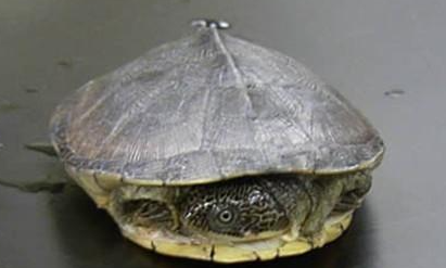 白胸侧颈龟有哪些形态特征？一般都分布在哪里呢？
