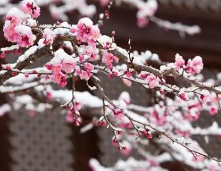 王安石所作的《梅花》，表明了诗人对万事万物变化无常的惆怅