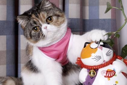 异国短毛猫有哪些形态特征？一般都分布在哪里呢？