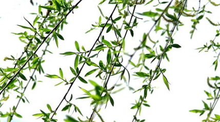 周端臣《木兰花慢·送人之官九华》：此词别具一格，清雅脱俗